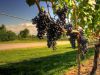 Wine_grapes_nearing_harvest_in_Ontario-also_example_of_trellis_wire.jpg